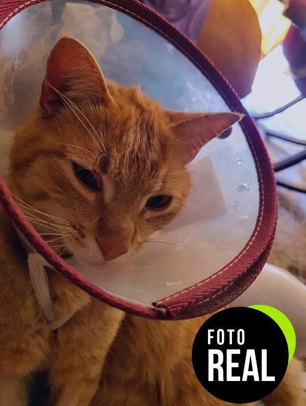 advance-urinary-gatos-foto-1