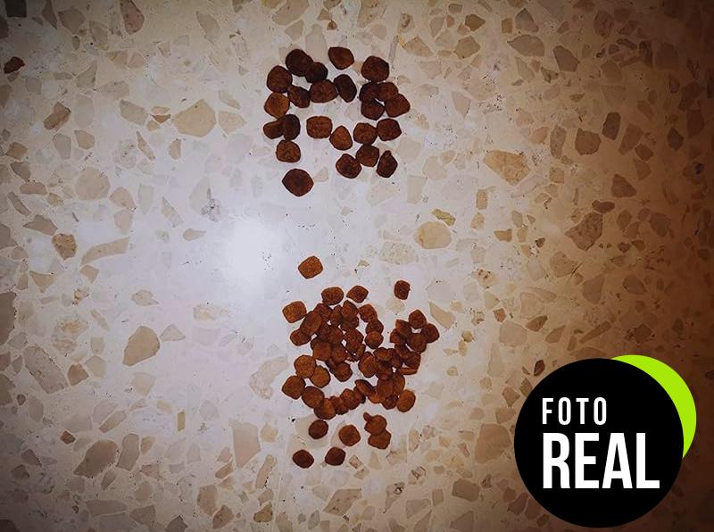 advance-urinary-gatos-foto-3