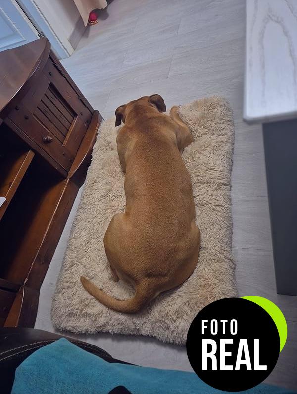 cama-perros-ksiia-foto-1