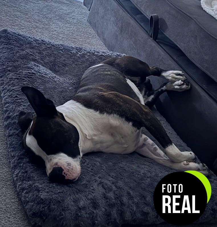cama-perros-ksiia-foto-2