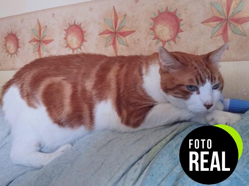 cepillo-mascotas-foto-1