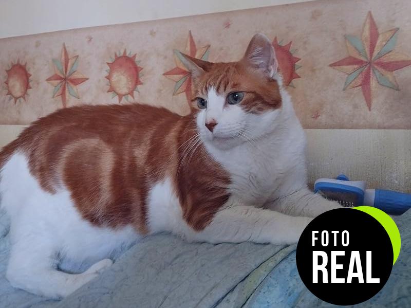 cepillo-mascotas-foto-2