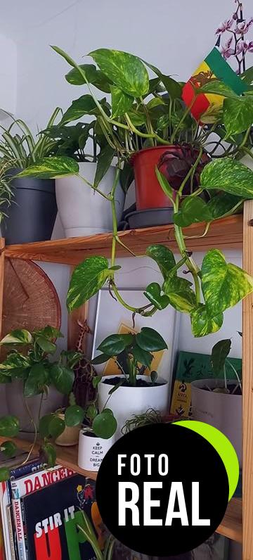 compo-fertilizante-plantas-verdes-foto-3