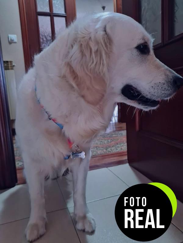 etiquetas-mascotas-lyl-foto-2