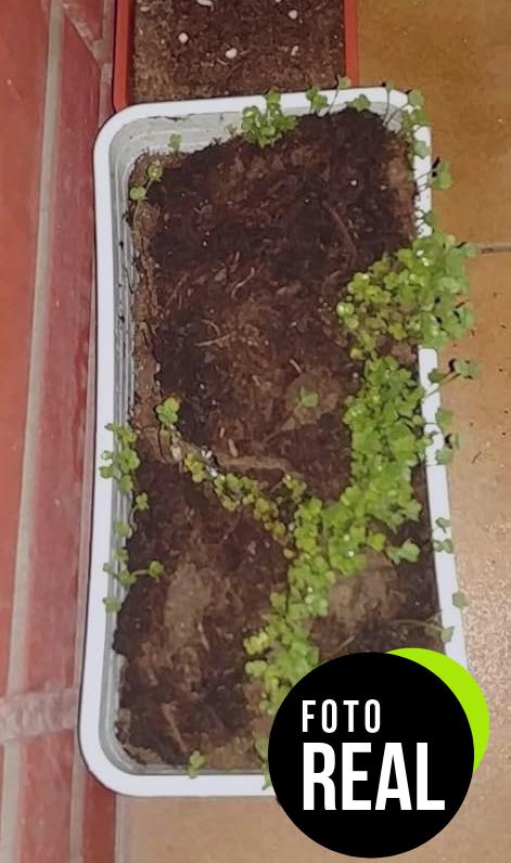 kit-plantas-aromaticas-foto-3