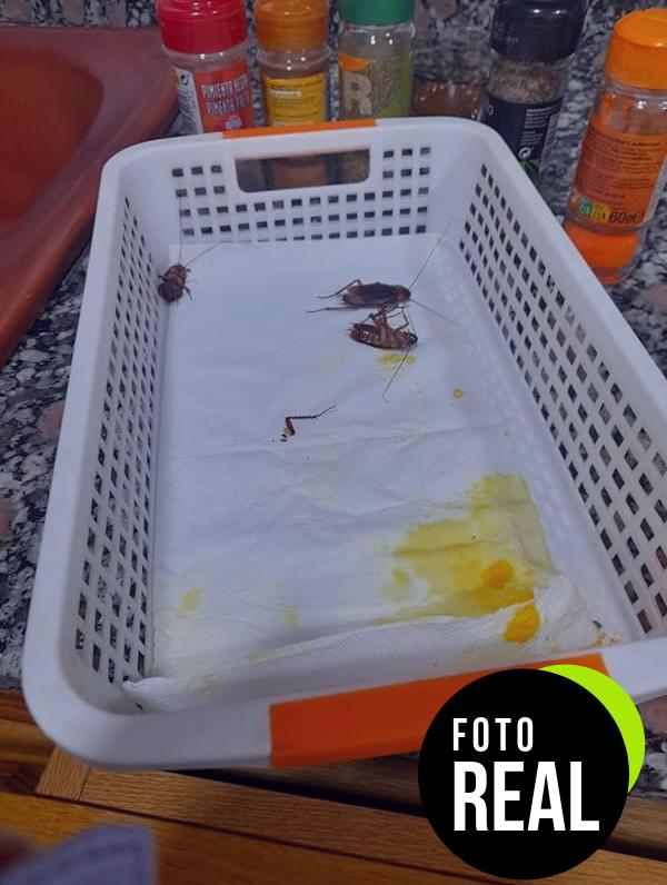 novar-ecogel-foto-3