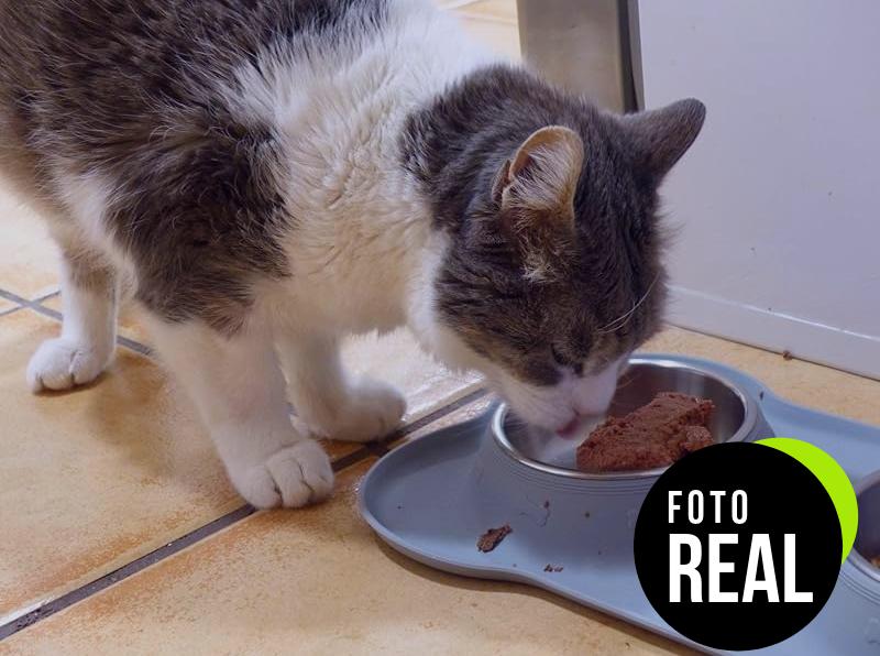 purina-mousse-buey-gato-foto-2