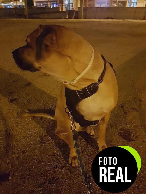 rabbitgoo-arnes-perro-foto-1